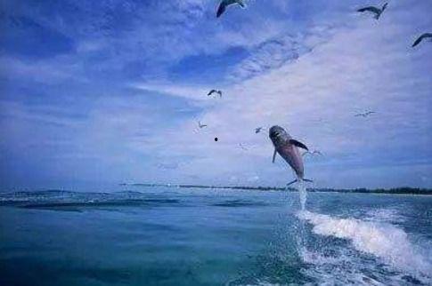 娱乐吃瓜酱飞鸟与鱼