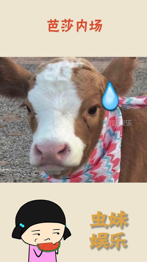 娱乐吃瓜酱流浪狗,流浪狗的温情故事